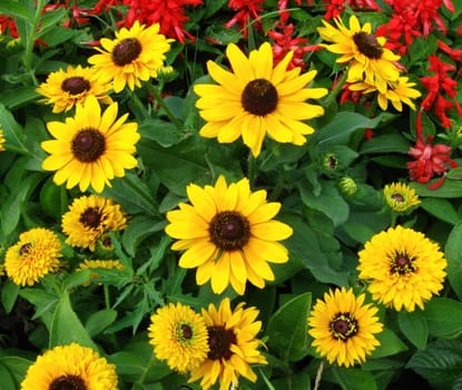 the blossom flowers of rudbekiya on the flowerbed