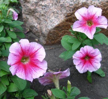 three pink flowers of petuniya and one stone