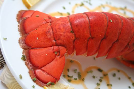 Lobster