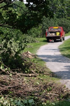 Trimming the trees of an arboretum