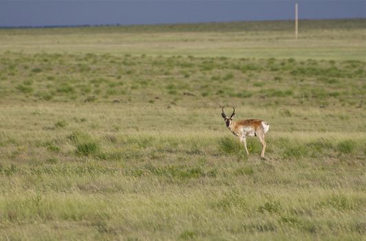 A pronghorn antelope stands out on the prairie in New Mexico.