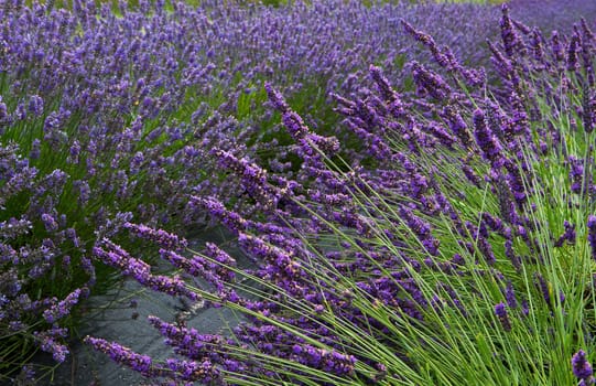 Lavender flower field diminishing to distant soft focus but with emphasis on front as a horizontal image