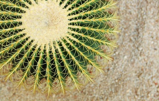 cactus , echinocactus grusonii, golden barrel cactus