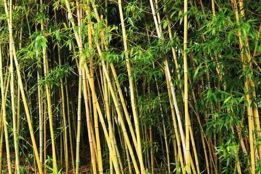 bamboo forest