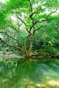 forest with tree and water