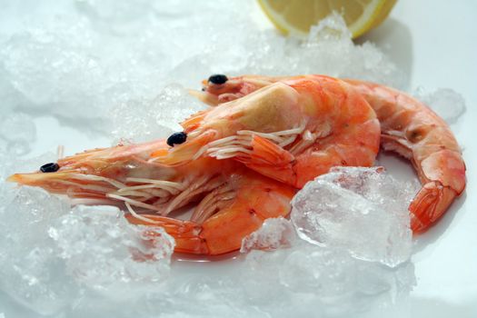fresh prawns