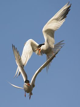 Two Terns have arranged fight in air. The Common Tern is a seabird of the tern family Sternidae. 