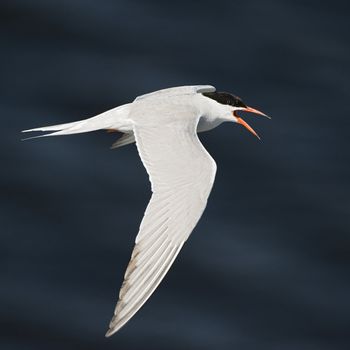 The Common Tern  is a seabird of the tern family Sternidae. This bird has a circumpolar distribution breeding in temperate and sub-Arctic regions of Europe, Asia and America.