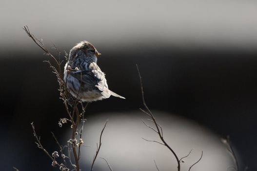 The Common Redpoll, Carduelis flammea, is a species in the finch family.