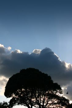 A silhouetted tree line set against a late afternoon sun set, hidden behind low clouds on a blue sky background. Space for copy etc above image.