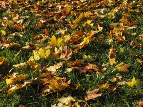 Yellow maple leaves on green grass, autumn