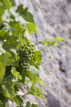 A bunch of green organic grapes growing on the vine outdoors against a brick wall. 