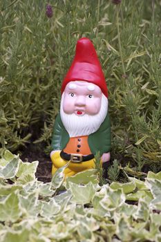 A garden gnome set amongst lavender plants to the background, with ivy plants to the foreground. The gnome wears a red hat with a green jacket and yellow trousers. Set on a portrait format.