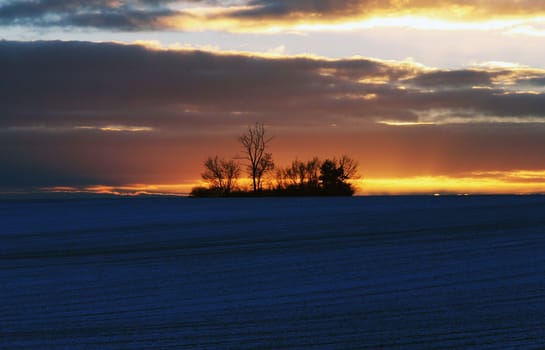 Tranquil landscape with trees during the sunset