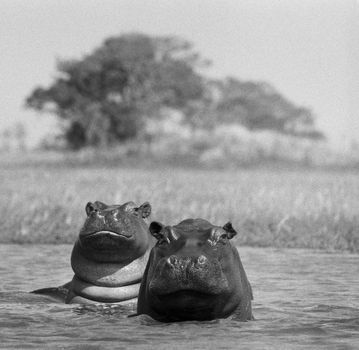 Sweet couple/ Africa.Zambia.Kapinga camp.Swamp.