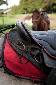 Detail of saddle on horse maintained for tourist riders in Costa Rica