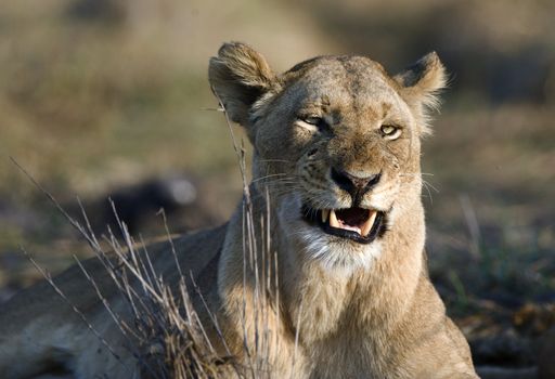 Africa.Kenya.The lioness is angry. Has woken up with bad mood.