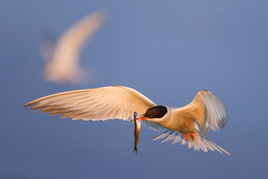 Tern with a small fish in flight.The Common Tern (Sterna hirundo) is a seabird of the tern family Sternidae.