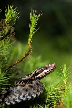 Viper prepare for attack./ Vipera berus, the common European adder or common European viper, is a venomous viper species that is extremely widespread.