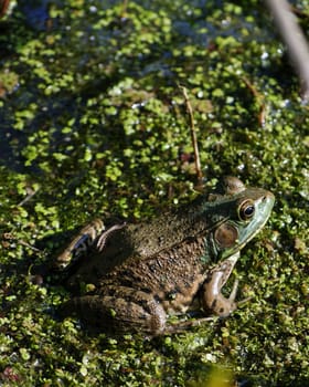 A bullfrog sitting in a swamp waiting on prey.