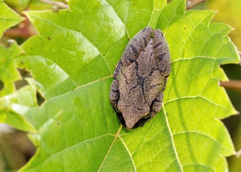 A tiny tree frog perched on a leaf.