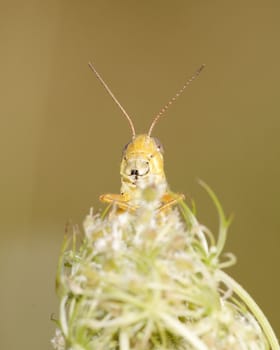 A grasshopper perched on a plant stem.