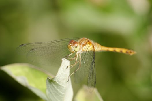 Female Yellow-legged Meadowhawk perched on a plant twig.