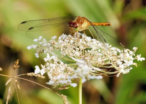 Female Yellow-legged Meadowhawk perched on a plant twig.