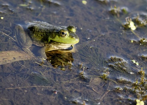 A bullfrog sitting in a swamp waiting on prey.