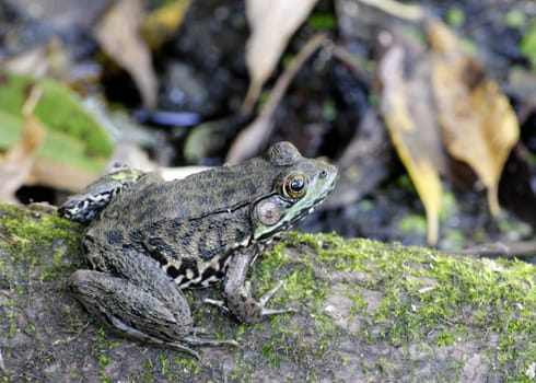 A bullfrog sitting on a log in a swamp.