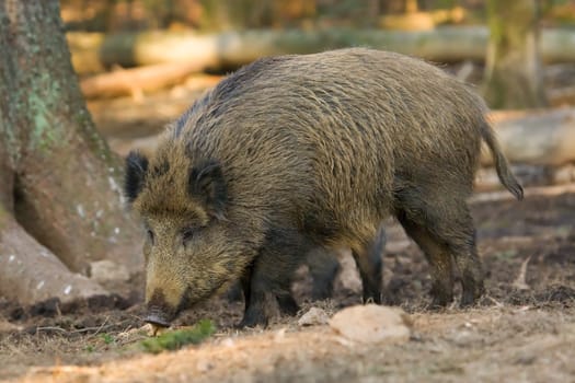 Wild boar looking for food.