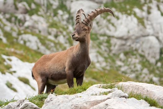 Alpine Ibex (Capra ibex) on rock in Slovenian Alps