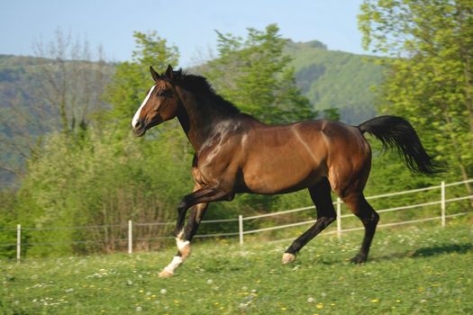 Brown horse running in pasture.