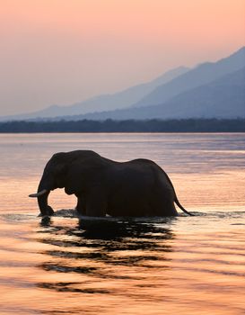 Sundown. Elephant on the river Zambezi.