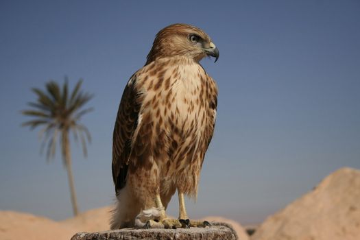 Portrait of falcon in desert, Tunisia.