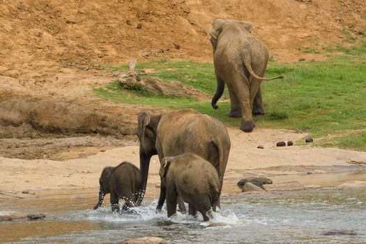 Elephant family running through water, Srilanka.