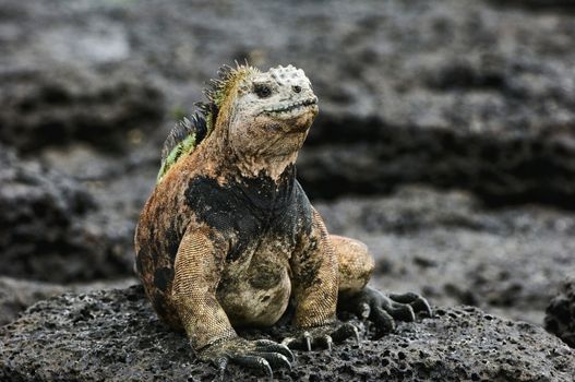The sea iguana is heated on stones of a lava at a surf strip.