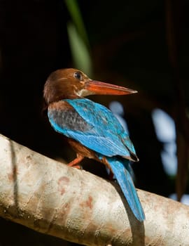 White throated kingfisher (Halcyon smyrnensis) sitting on branch.