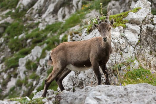 Alpine Ibex (Capra ibex) on rock in Slovenian Alps