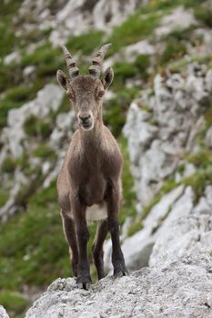 Alpine Ibex (Capra ibex) on rock in Slovenian Alps