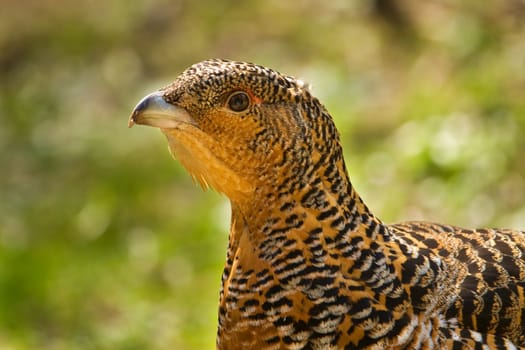 Wood Grouse ( Tetrao urogallus L.), female closeup portrait.