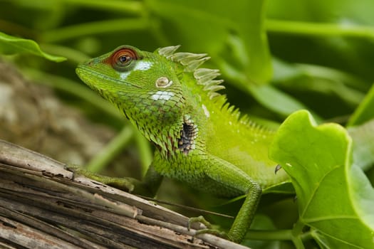 Green garden lizard (Calotes calotes), male, Srilanka.