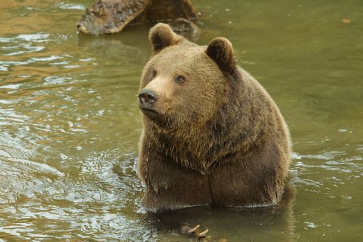 Brown Bear (Ursus arctos) taking bath in river.