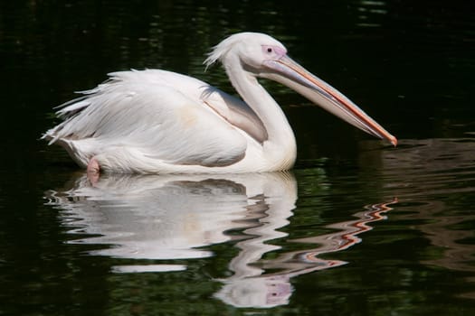 Pelican with reflection in water.