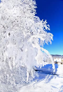 Hard white rime on branches of  tree