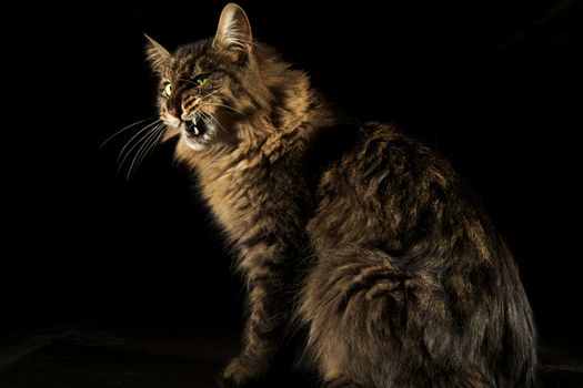 Angry cat on black background snarling ferociously