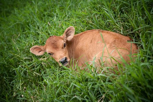 Calf in deep grass on dairy farm in Costa Rica