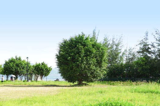 tree