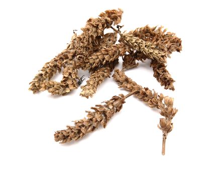 chinese herb, prunella vulgaris