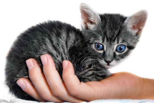 little gray kitty blue eyes on child hand isolated over white